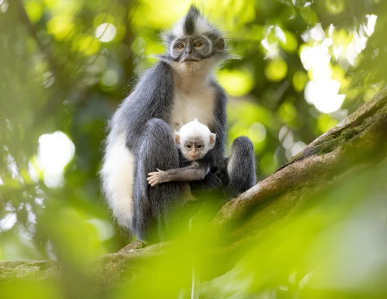 Gunung Leuser National Park 4