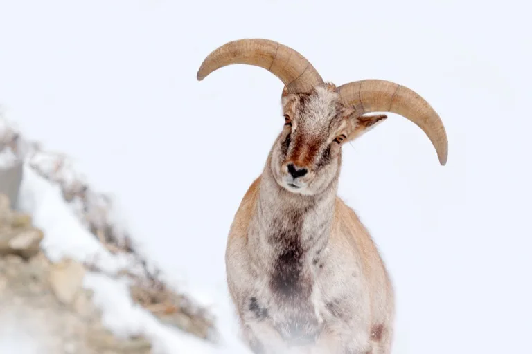 Hemis National Park