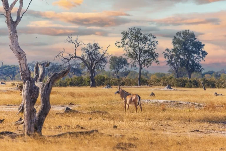 Hwange National Park 4