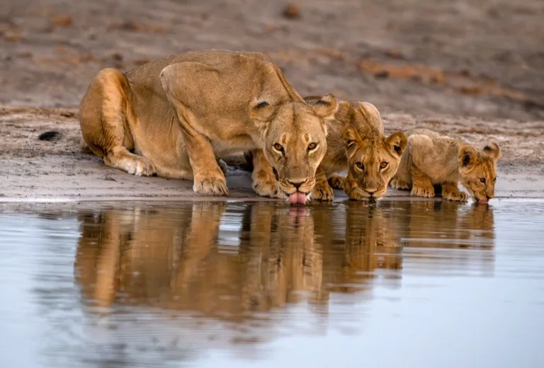 Hwange National Park
