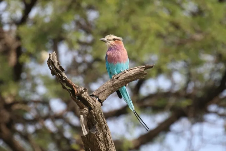 Hwange National Park 1