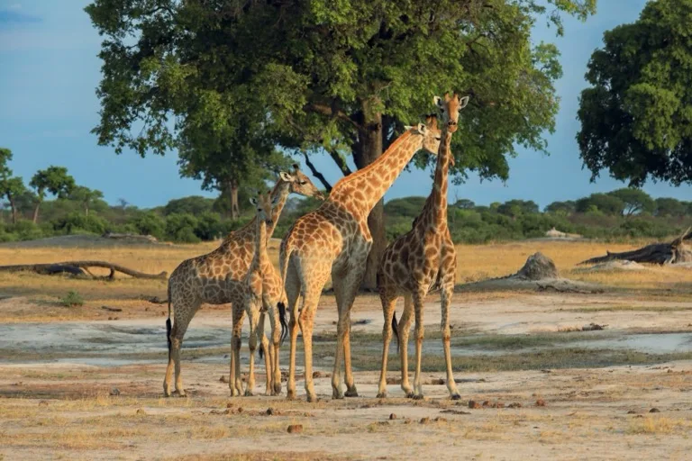 Hwange National Park 2