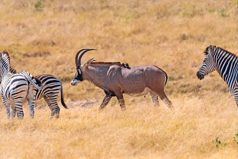 Hwange National Park 3