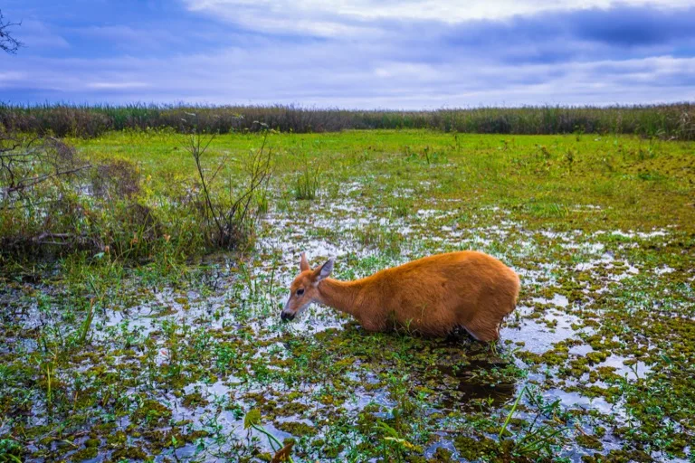 Ibera National Park 3