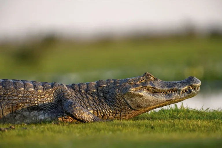 Ibera National Park 4