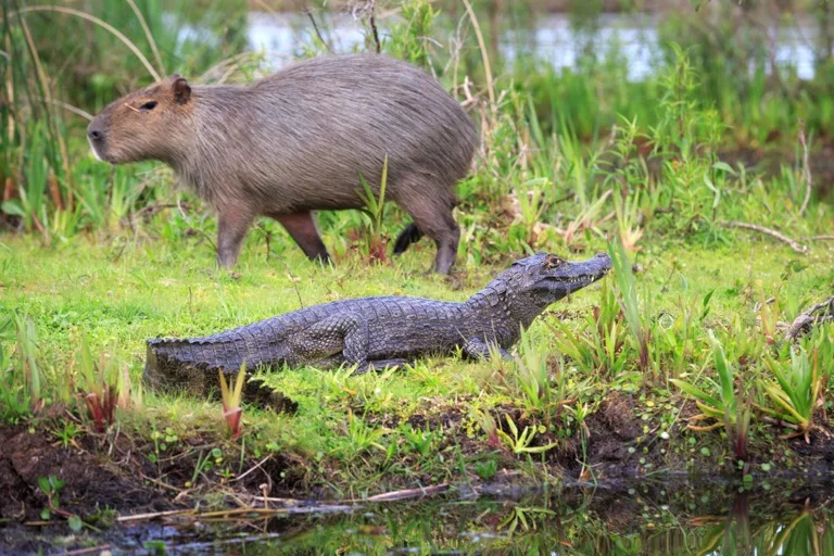 Ibera National Park 2