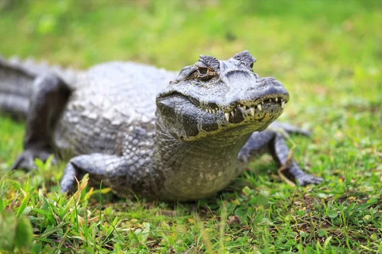 Ibera National Park