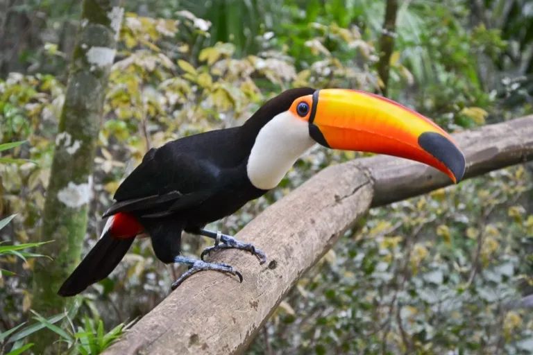 Iguazu National Park
