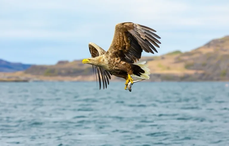 Isle of Mull