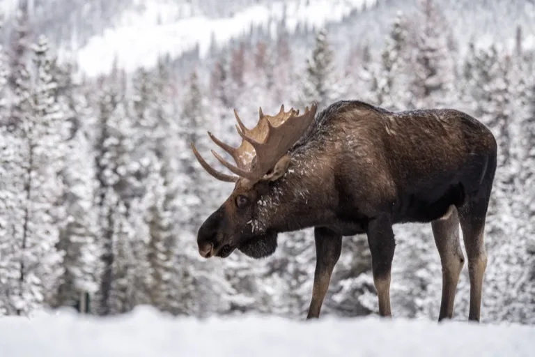 Jasper National Park 1