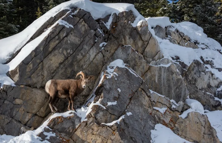 Jasper National Park 2