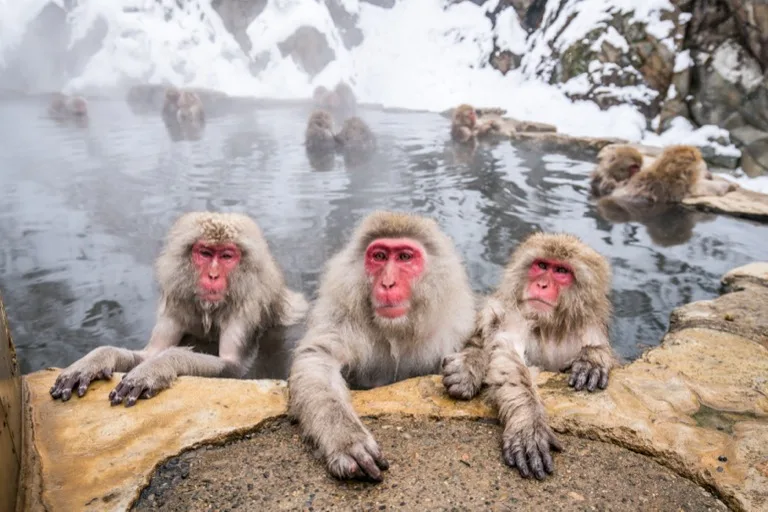 Jigokudani Snow Monkey Park 1