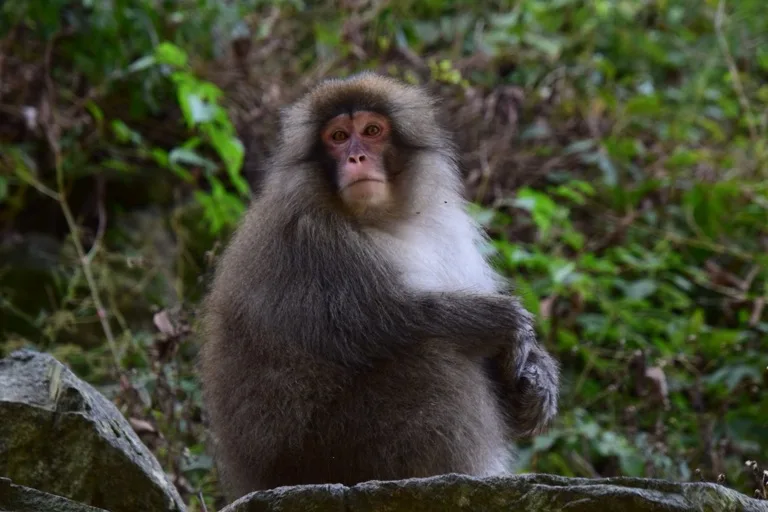 Jigokudani Snow Monkey Park 2