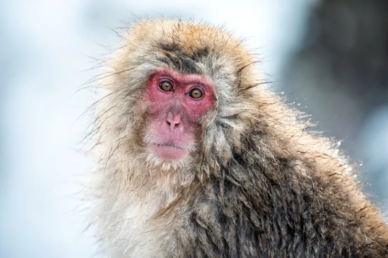Jigokudani Snow Monkey Park