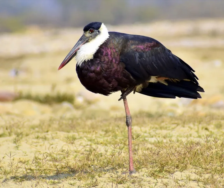 Jim Corbett National Park 1