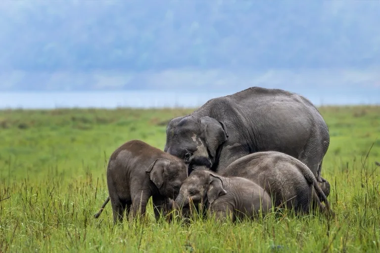 Jim Corbett National Park