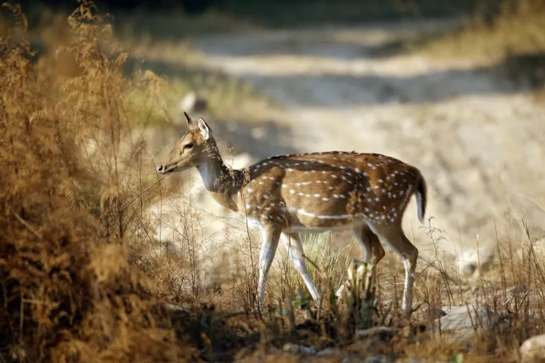 Jim Corbett National Park 2