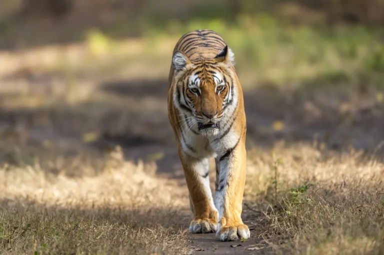 Jim Corbett National Park 3