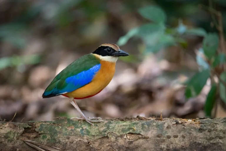 Kaeng Krachan National Park 2
