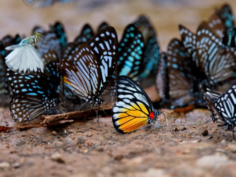 Kaeng Krachan National Park 3