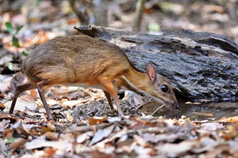Kaeng Krachan National Park 4