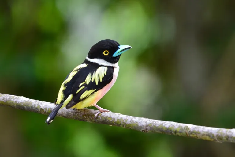 Kaeng Krachan National Park