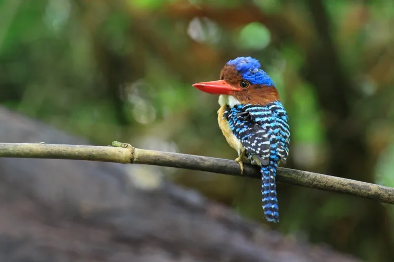Kaeng Krachan National Park 1