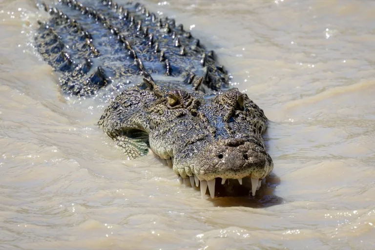 Kakadu
