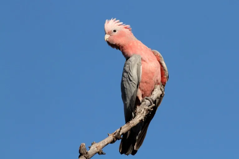 Kakadu 2