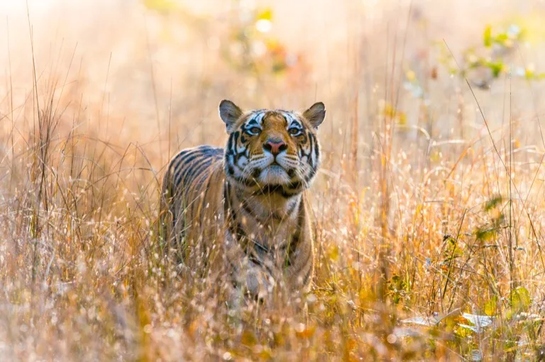 Kanha National Park