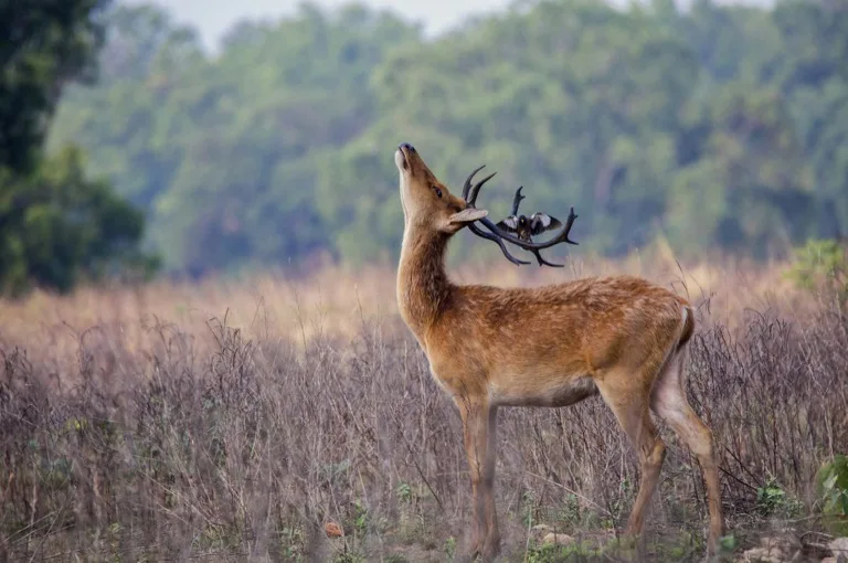 Kanha National Park 2
