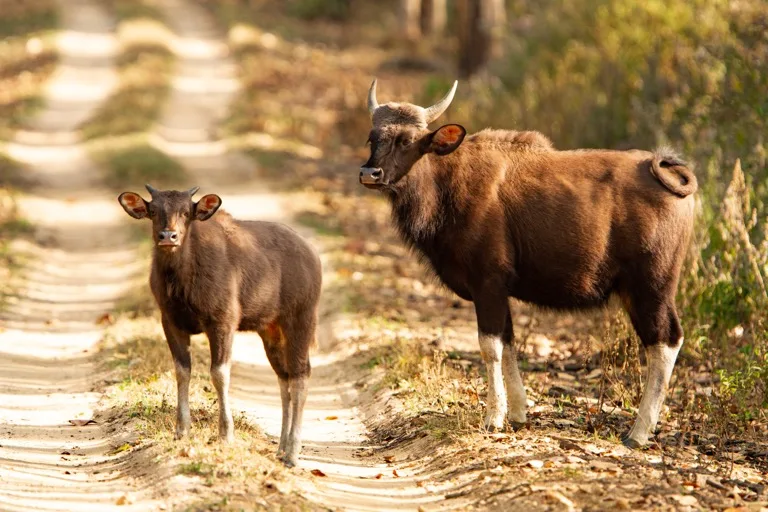 Kanha National Park 3