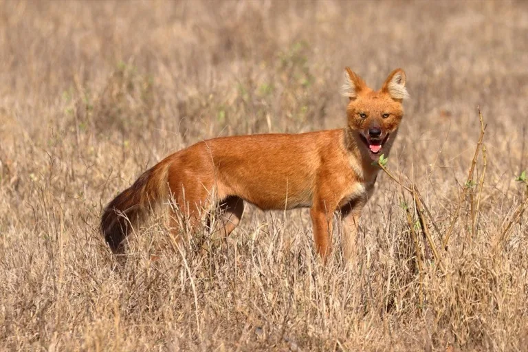 Kanha National Park 4