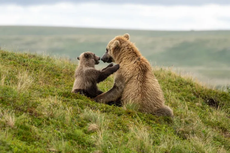 Katmai National Park