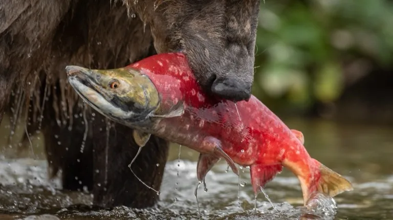 Katmai National Park 2
