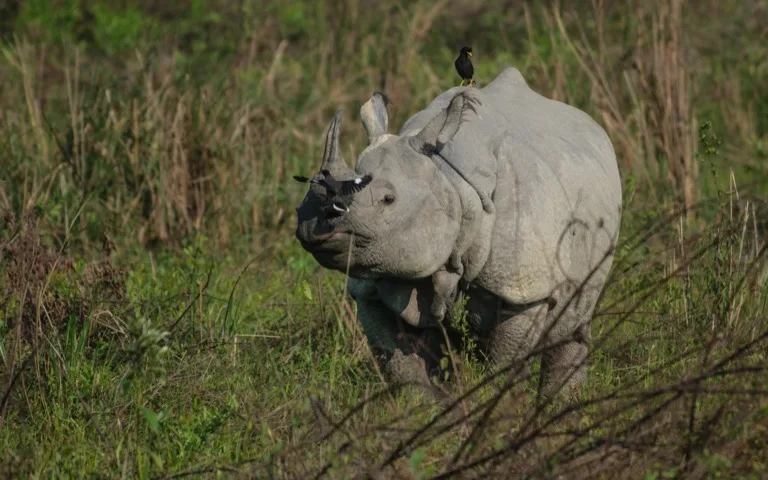 Kaziranga National Park 5