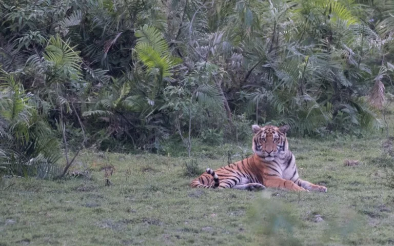 Kaziranga National Park 2