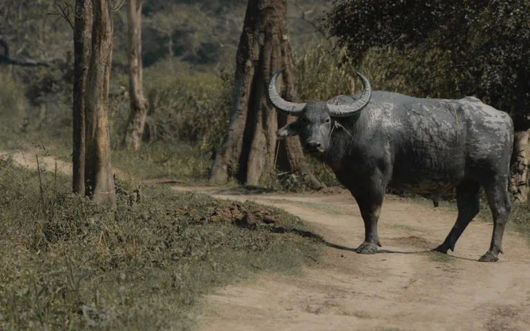 Kaziranga National Park 3