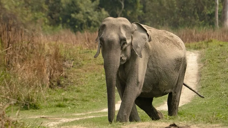 Kaziranga National Park 1