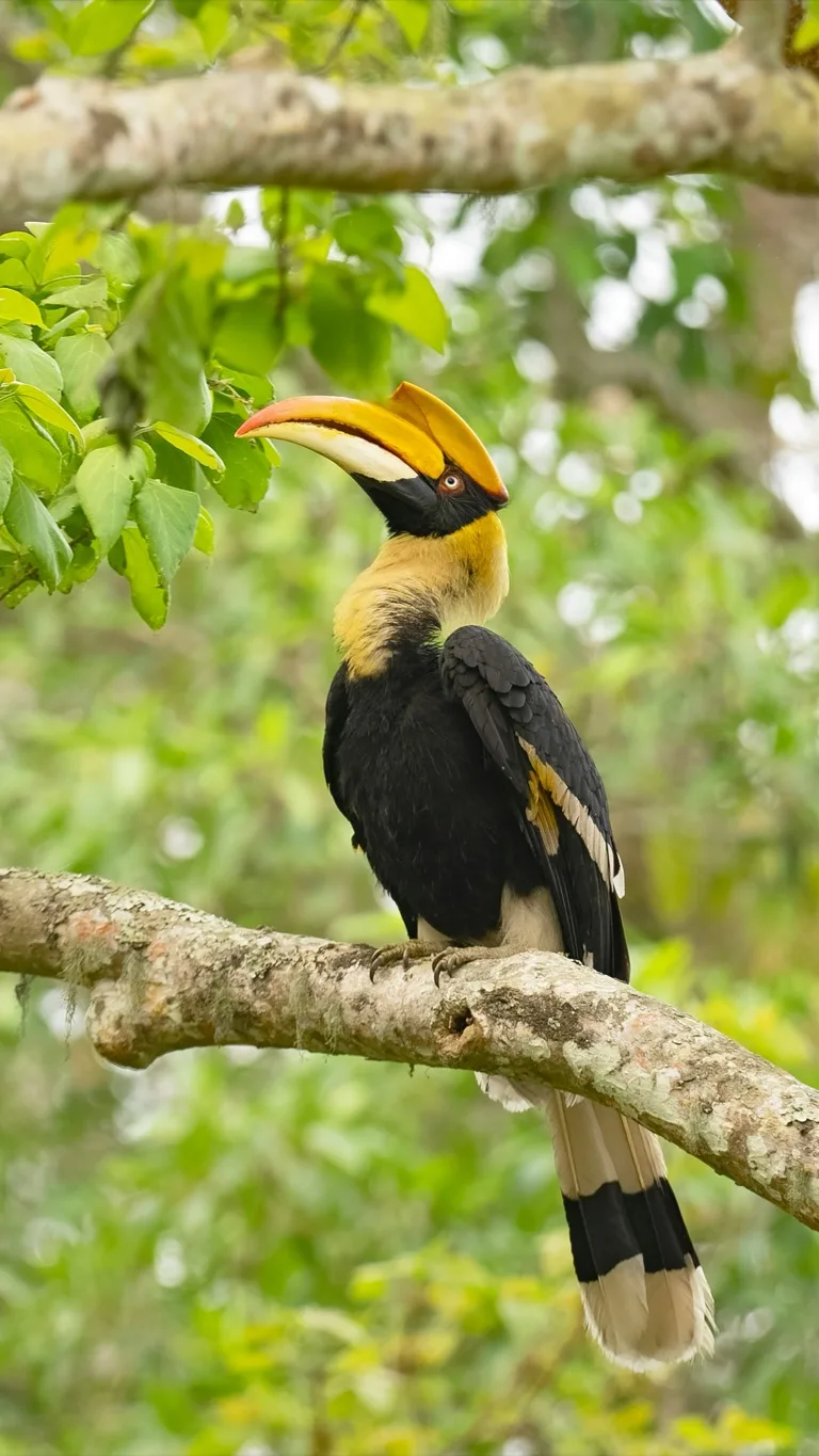 Kaziranga National Park 4