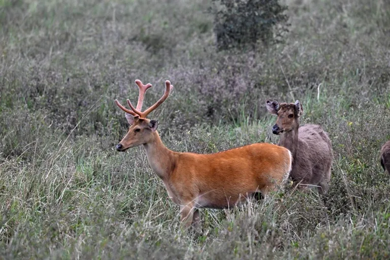 Kaziranga National Park 6