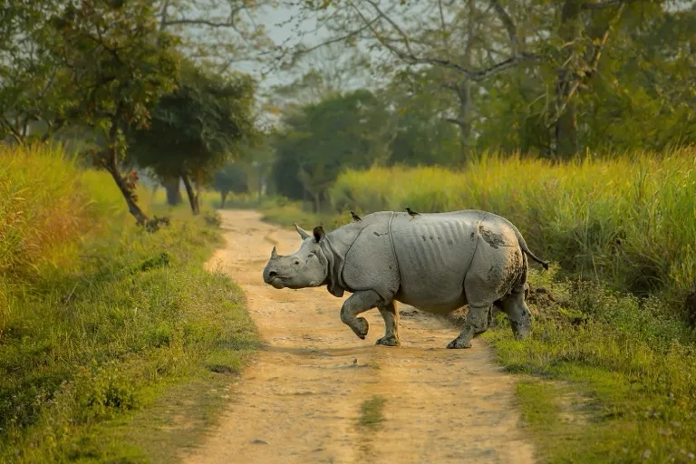 Greater One-horned Rhinoceros