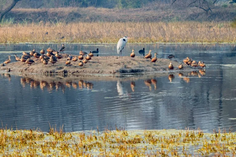 Keoladeo National Park 4