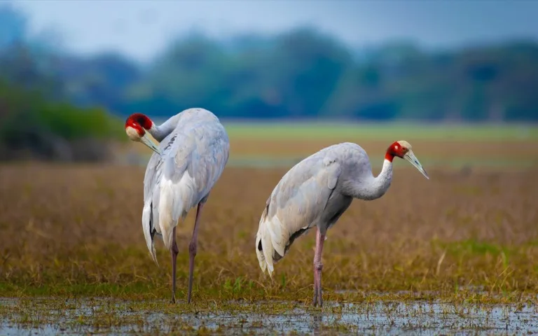 Keoladeo National Park 3