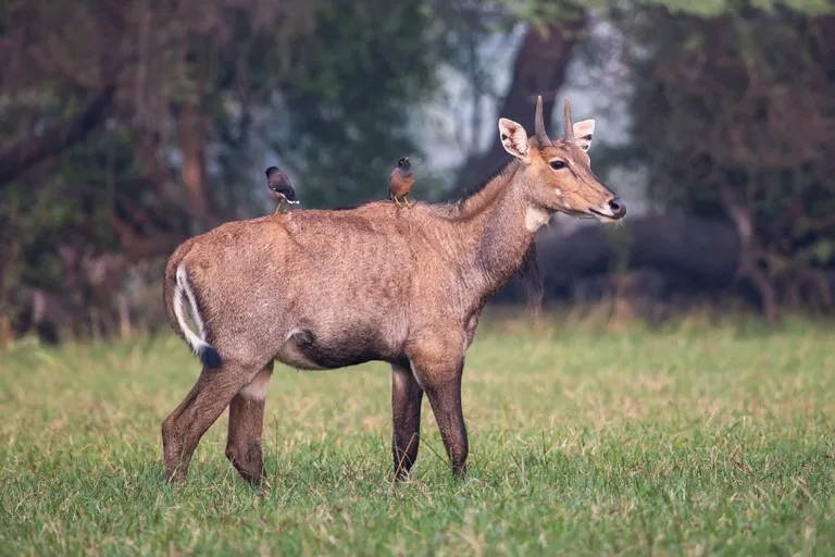 Keoladeo National Park 1