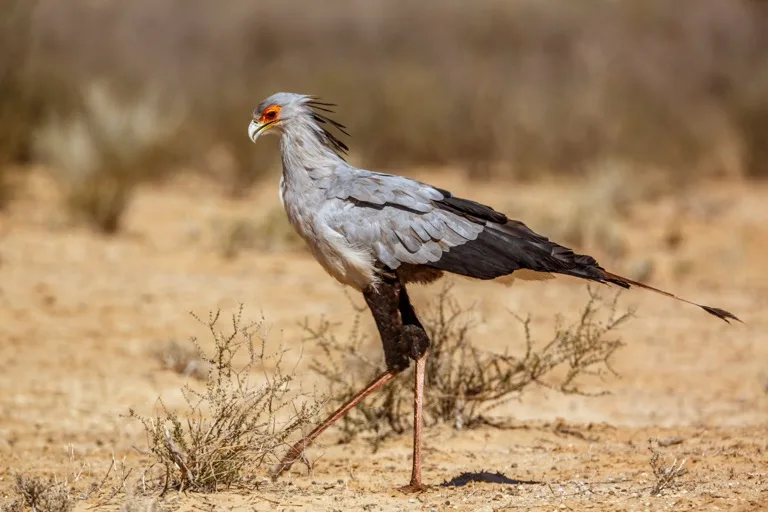 Kgalagadi Transfrontier Park 1