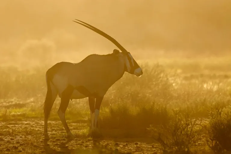 Kgalagadi Transfrontier Park 2