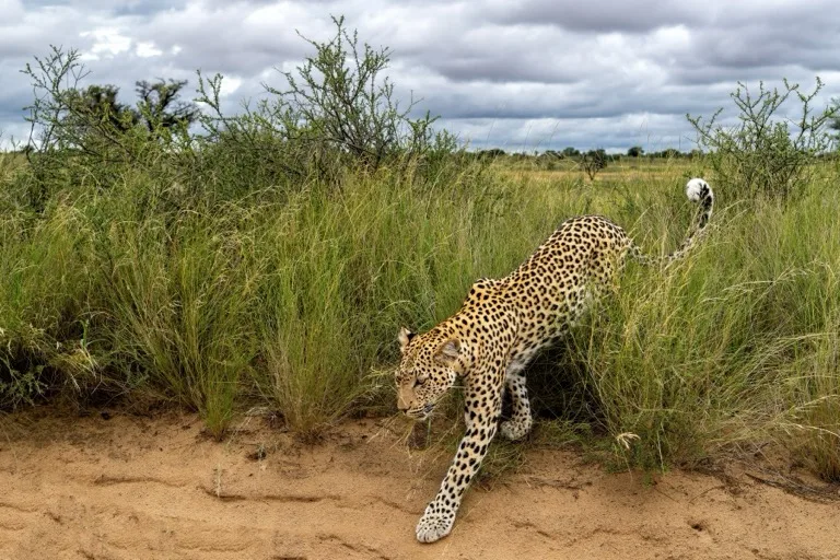 Kgalagadi Transfrontier Park 3