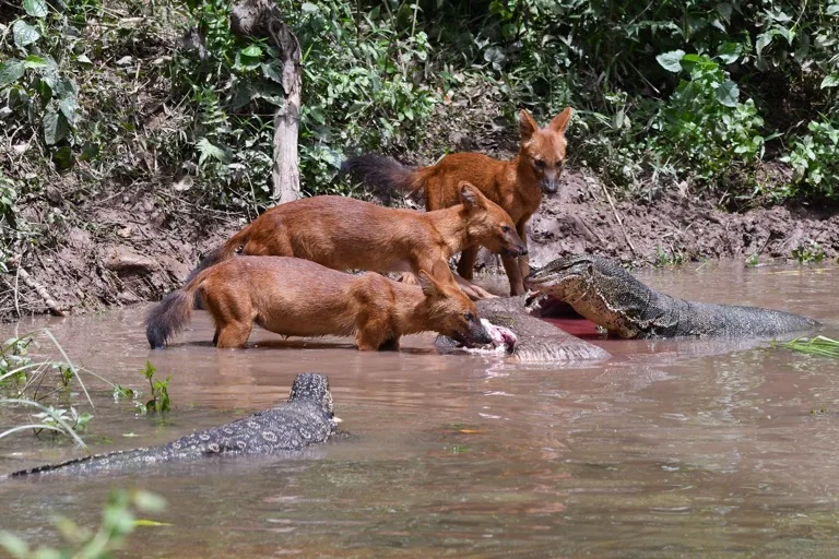 Khao Yai National Park 1