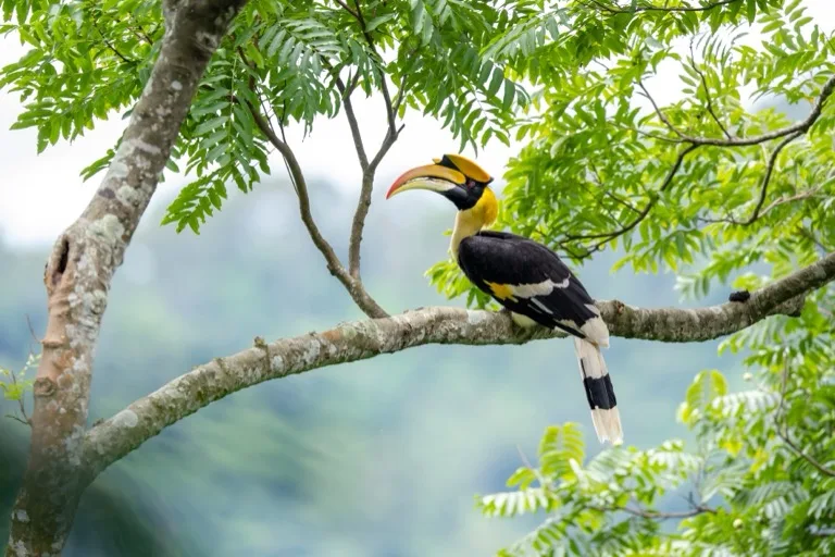 Khao Yai National Park